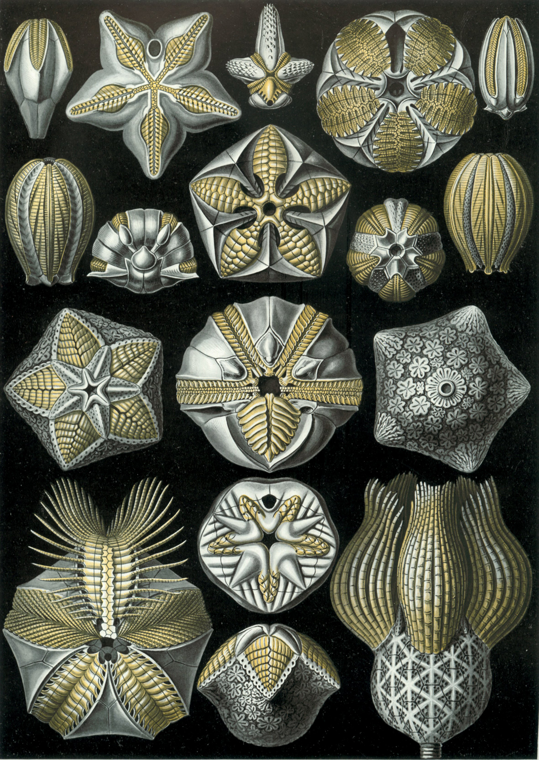 Blastoidea, 1904