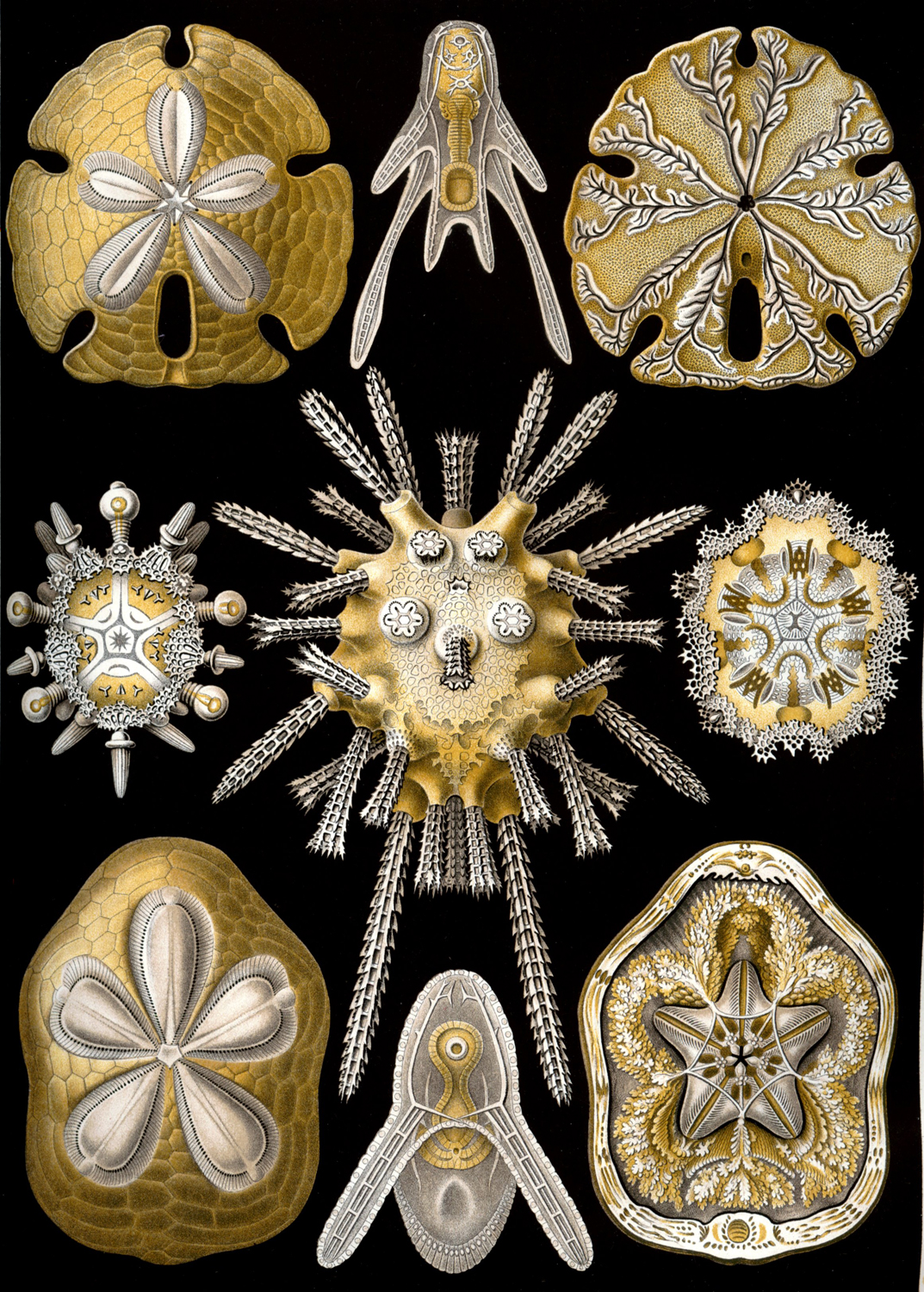 Echinoidea, 1904