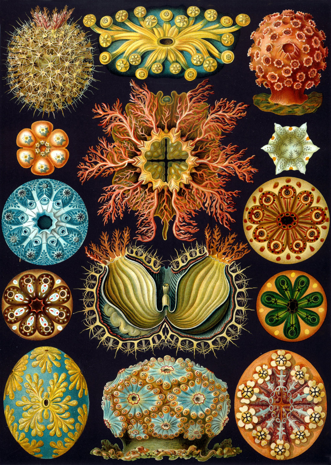 Ascidiae, 1904