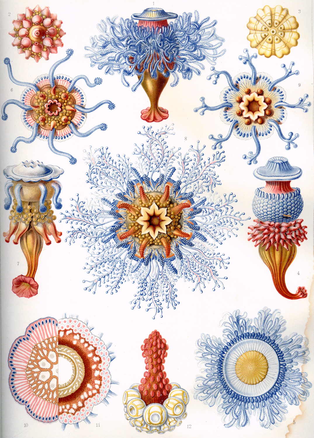 Siphonophorae, 1904