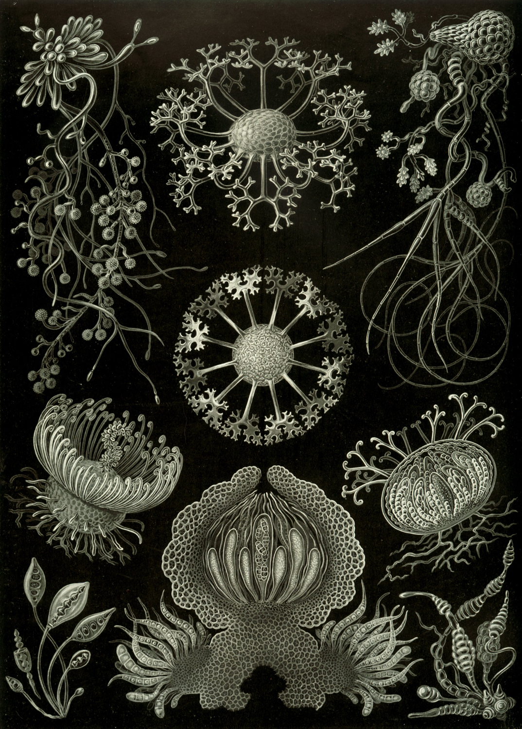 Ascomycetes, 1904