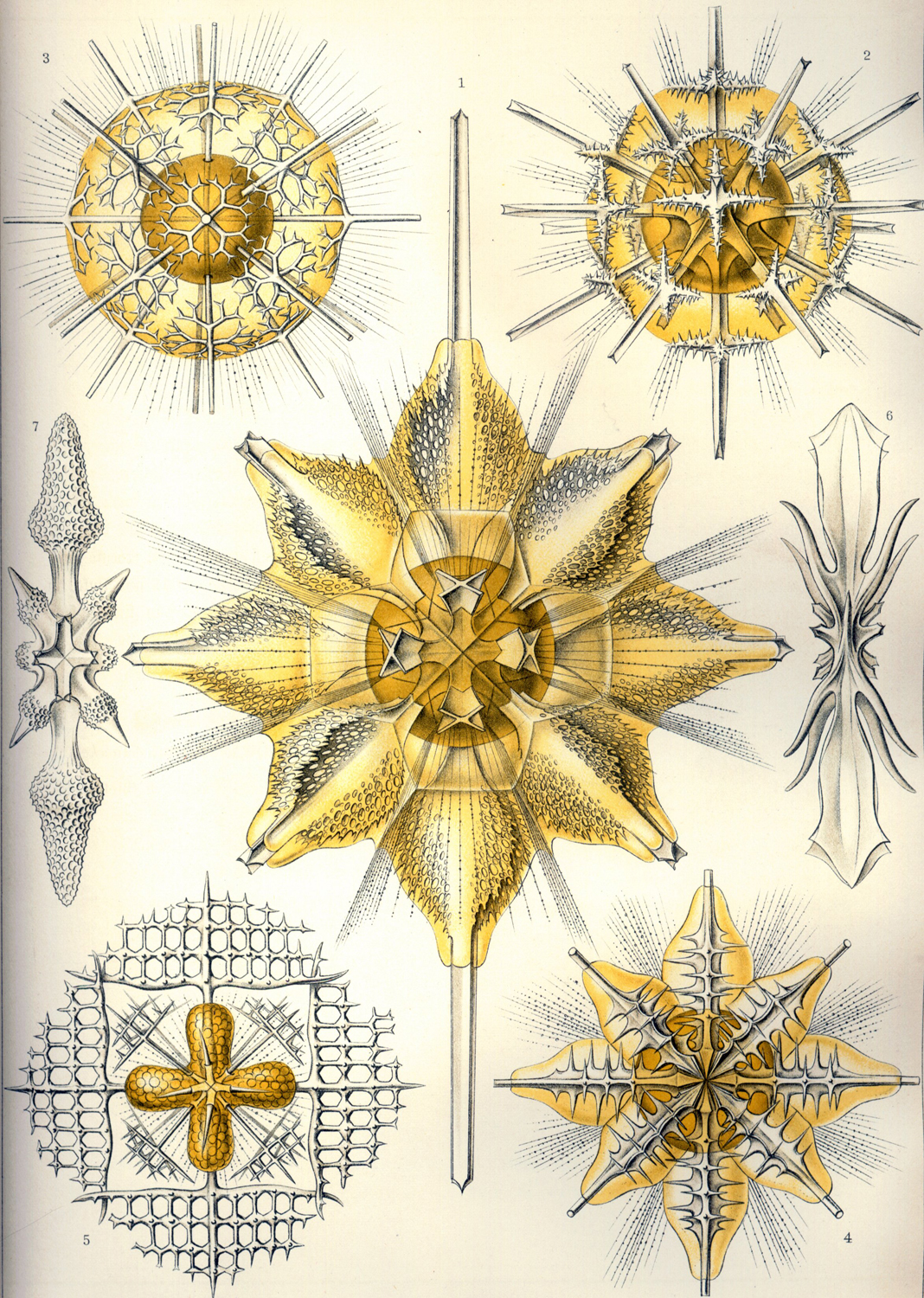 Acanthometra, 1904