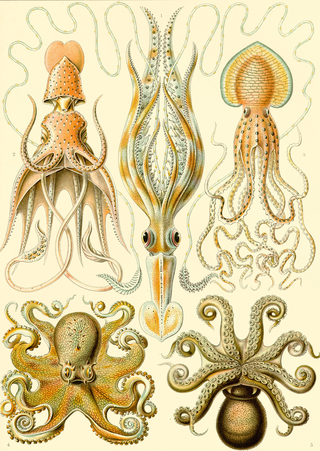 Gamochonia, 1904