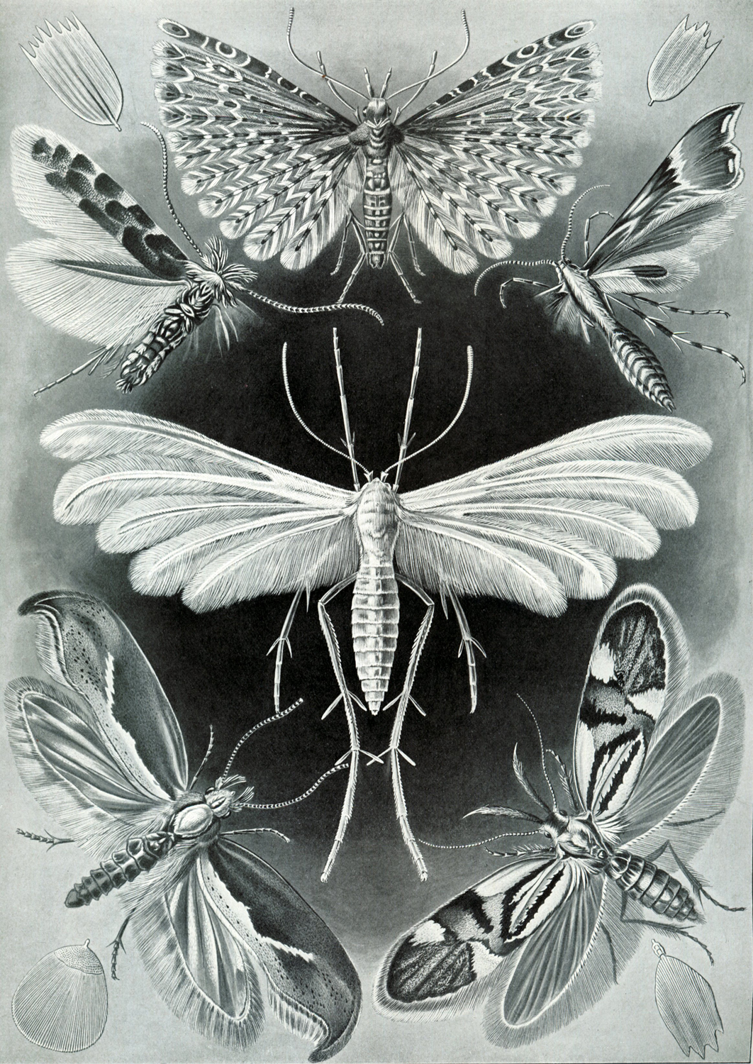 Tineida, 1904
