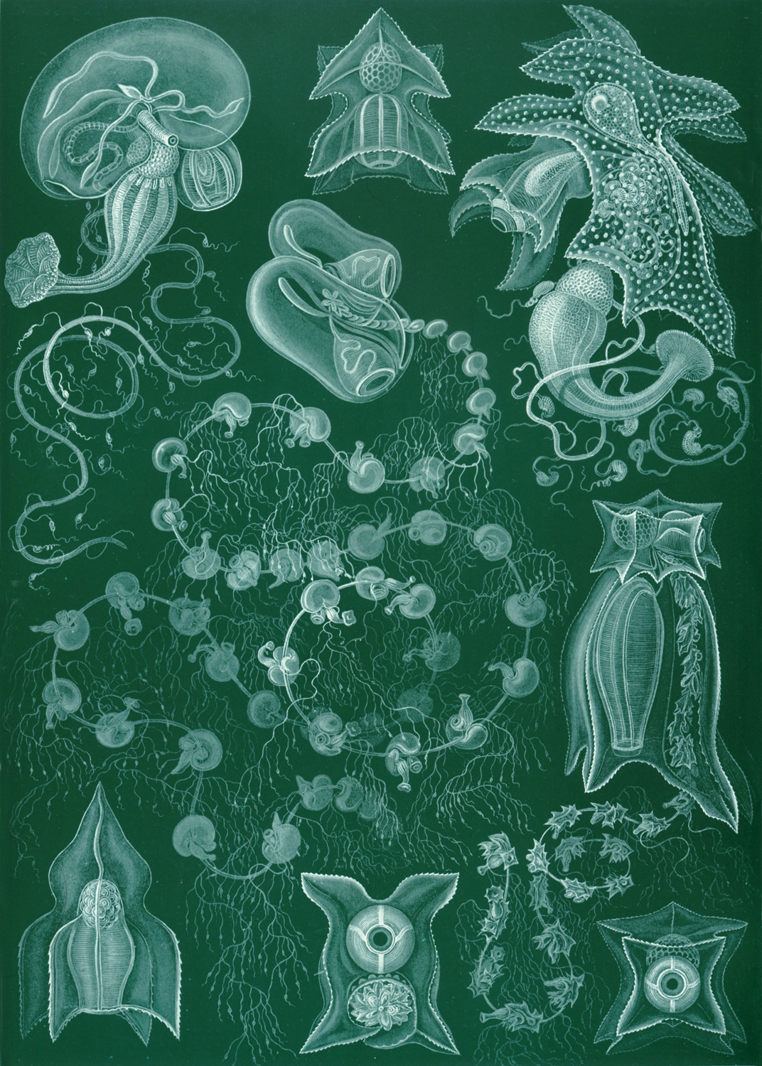 Siphonophorae, 1904