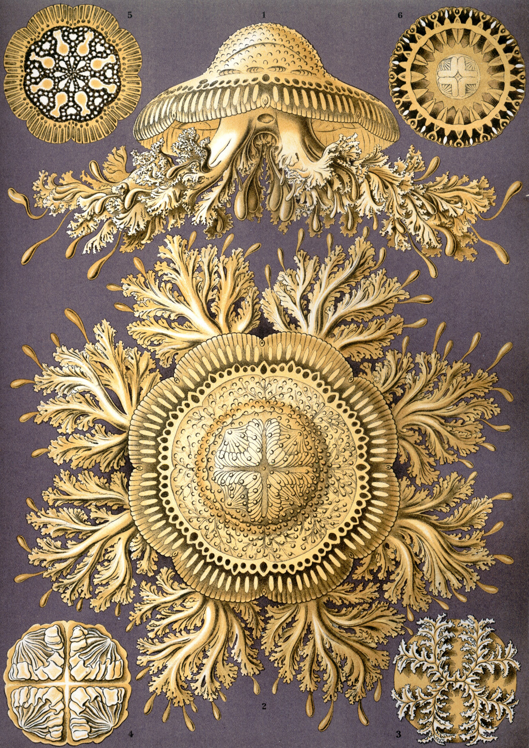 Discomedusae, 1904