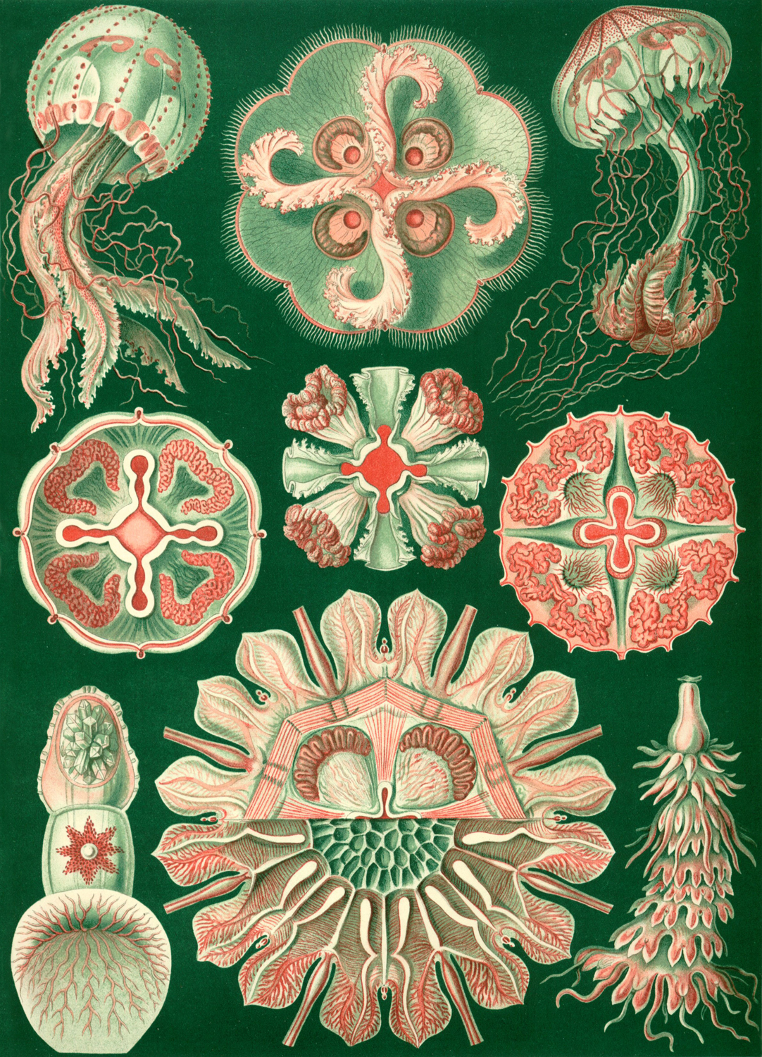 Discomedusae, 1904