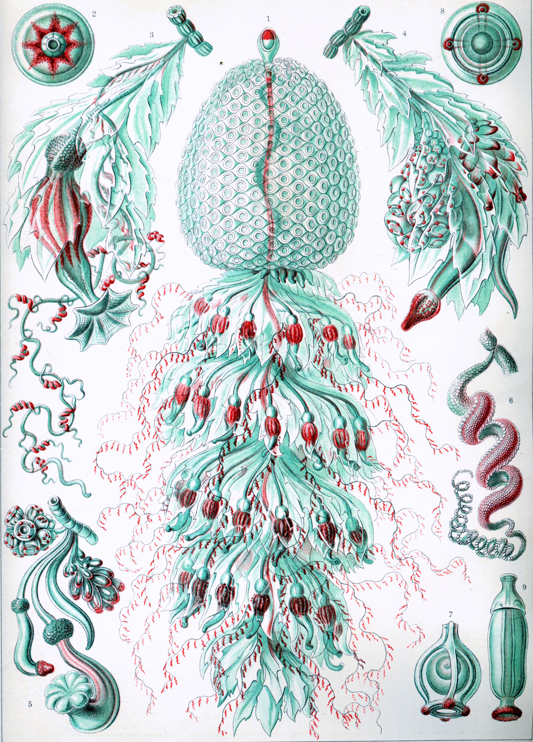 Siphonophorae, 1904