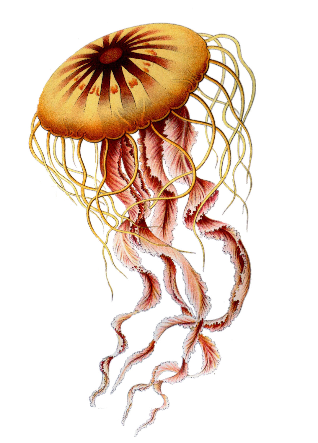 Chrysaora hysoscella, 1904