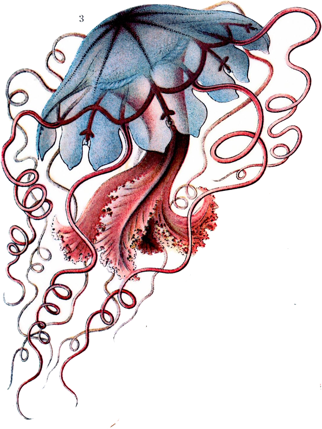Floscula promethea, 1904
