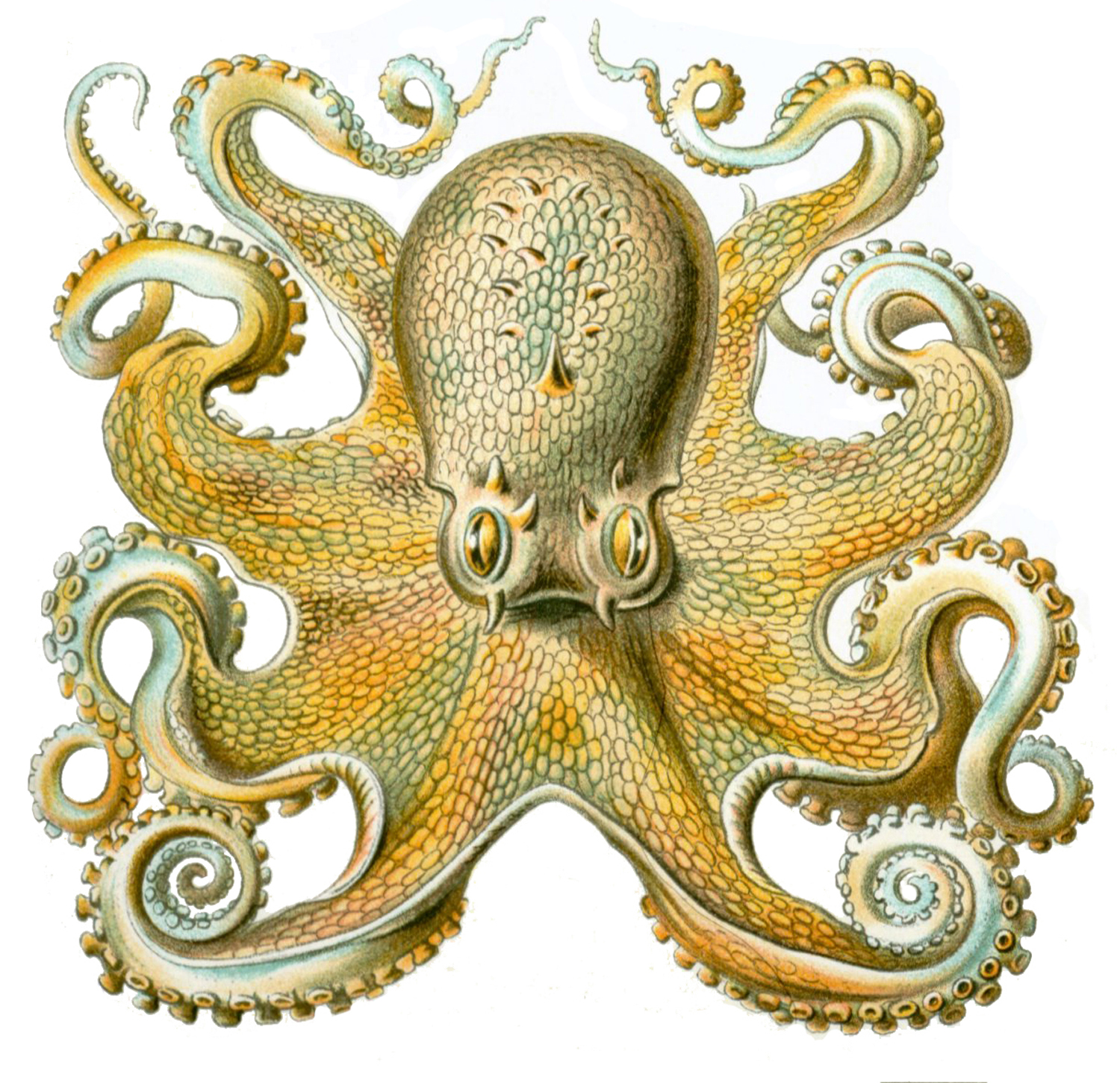 Octopus Vulgaris, 1904