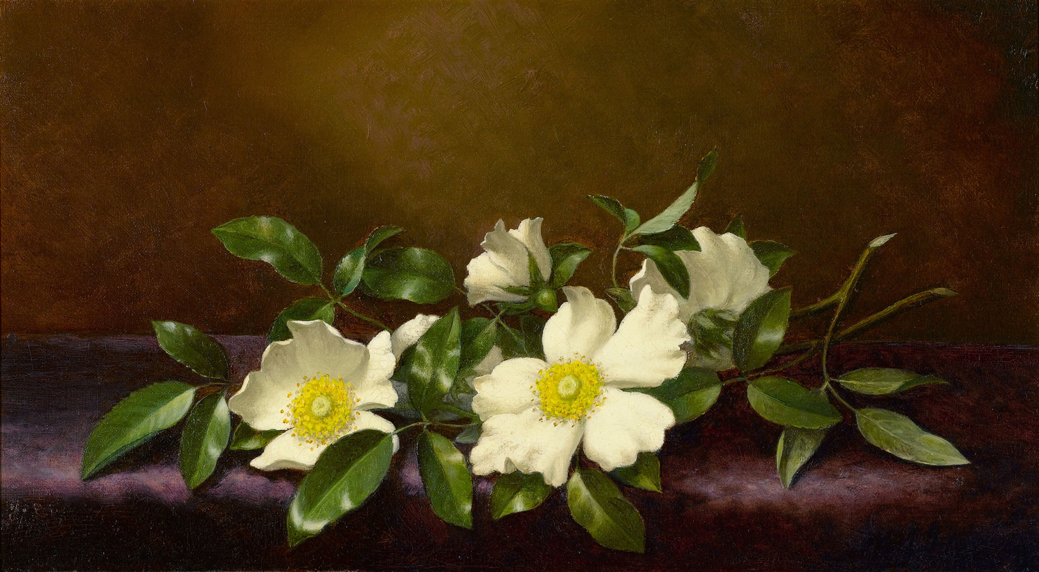 Cherokee Roses on a Purple Cloth, 1894
