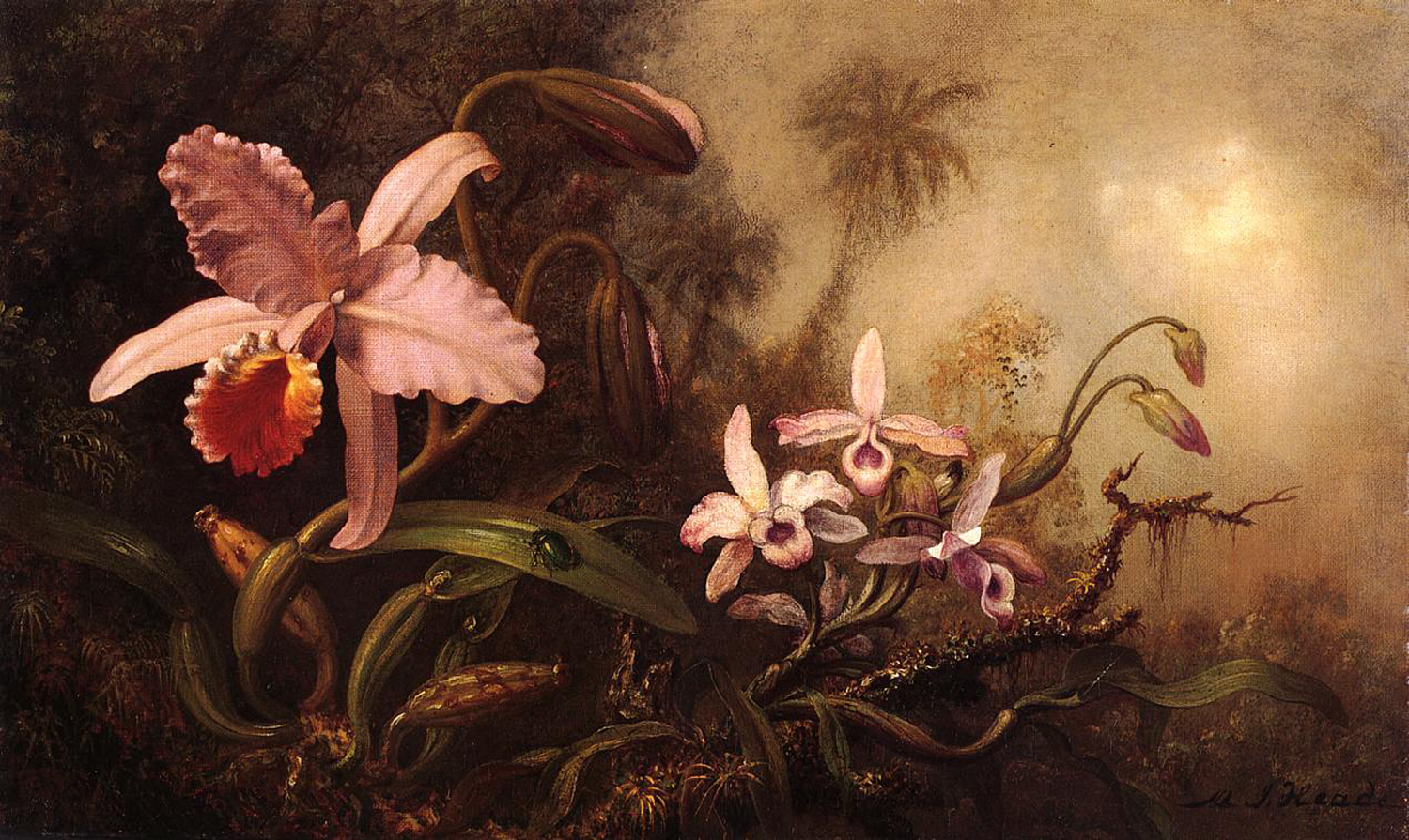 Orchids and a Beetle, late 19th century