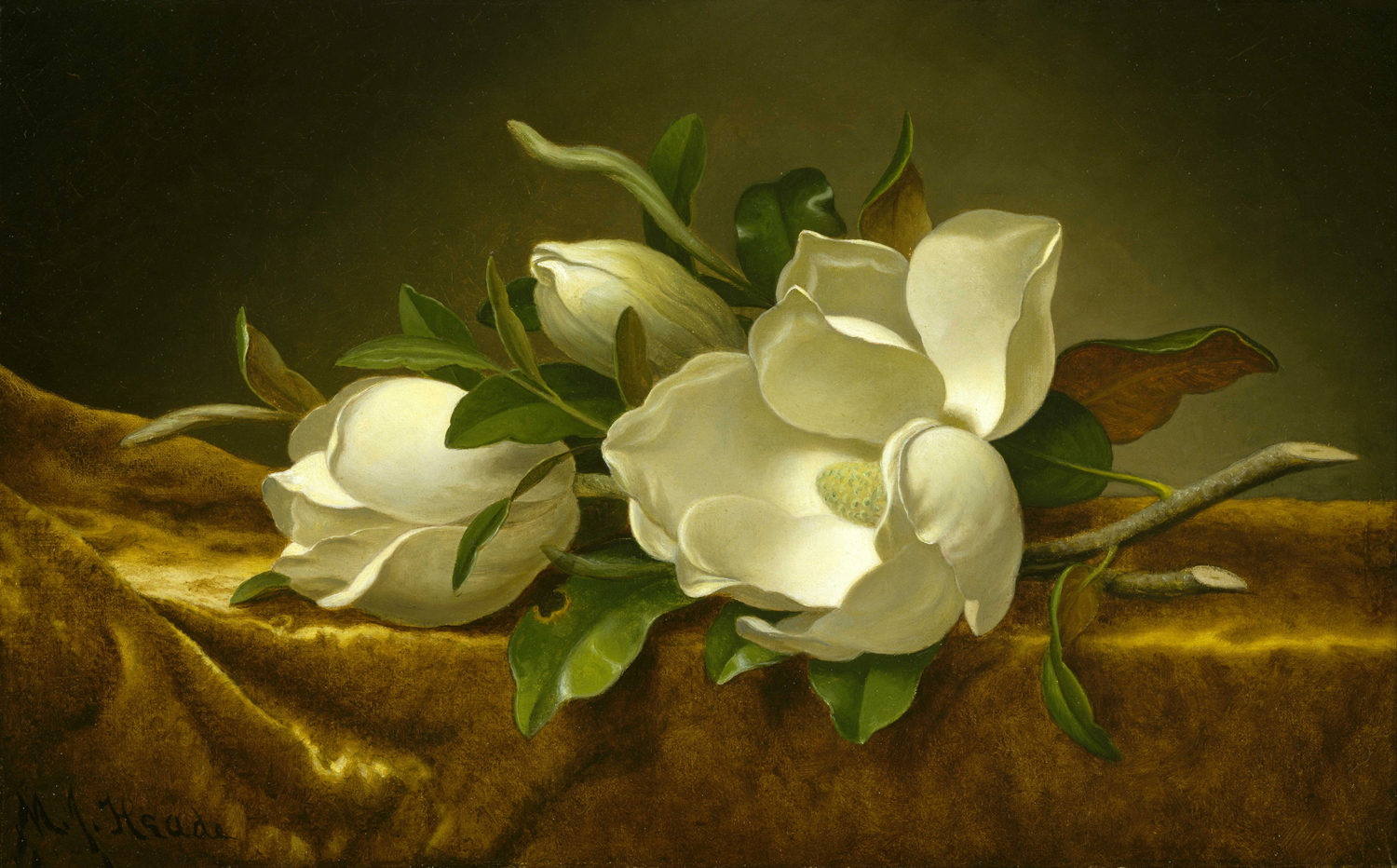 Magnolias on a Gold Velvet Cloth, c. 1888