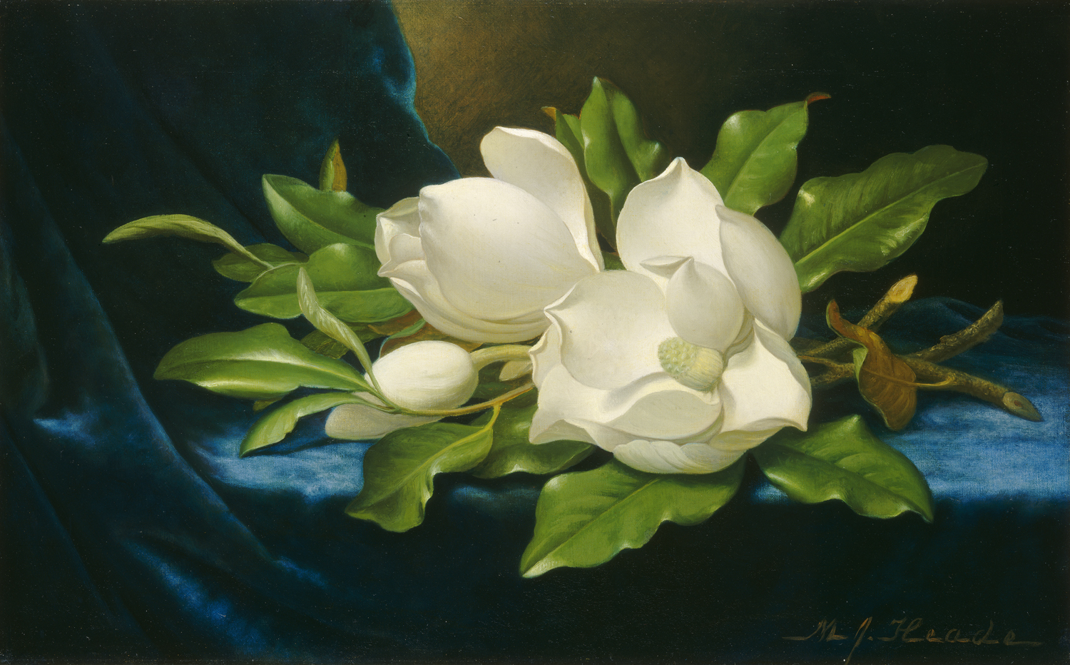Giant Magnolias on a Blue Velvet Cloth, c. 1890