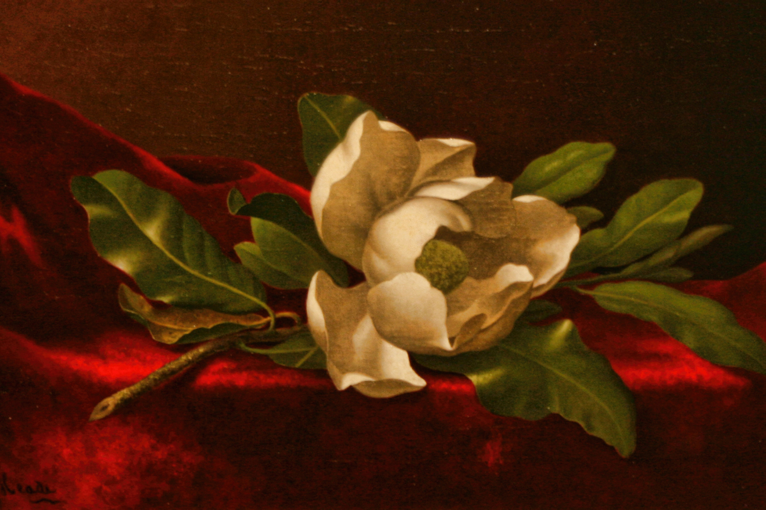 Magnolia, Saint Louis, late 19th century