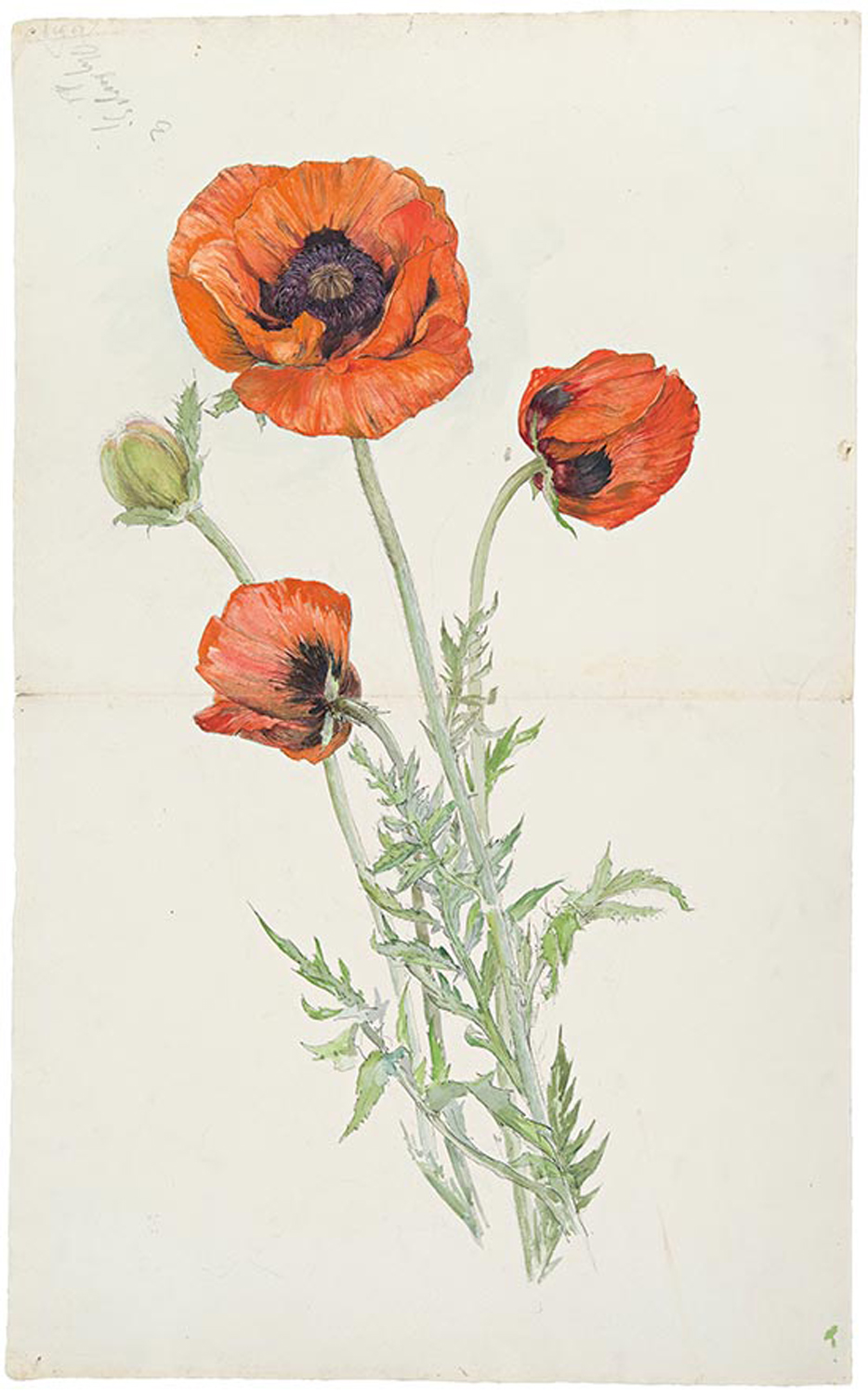 Untitled, 1890s