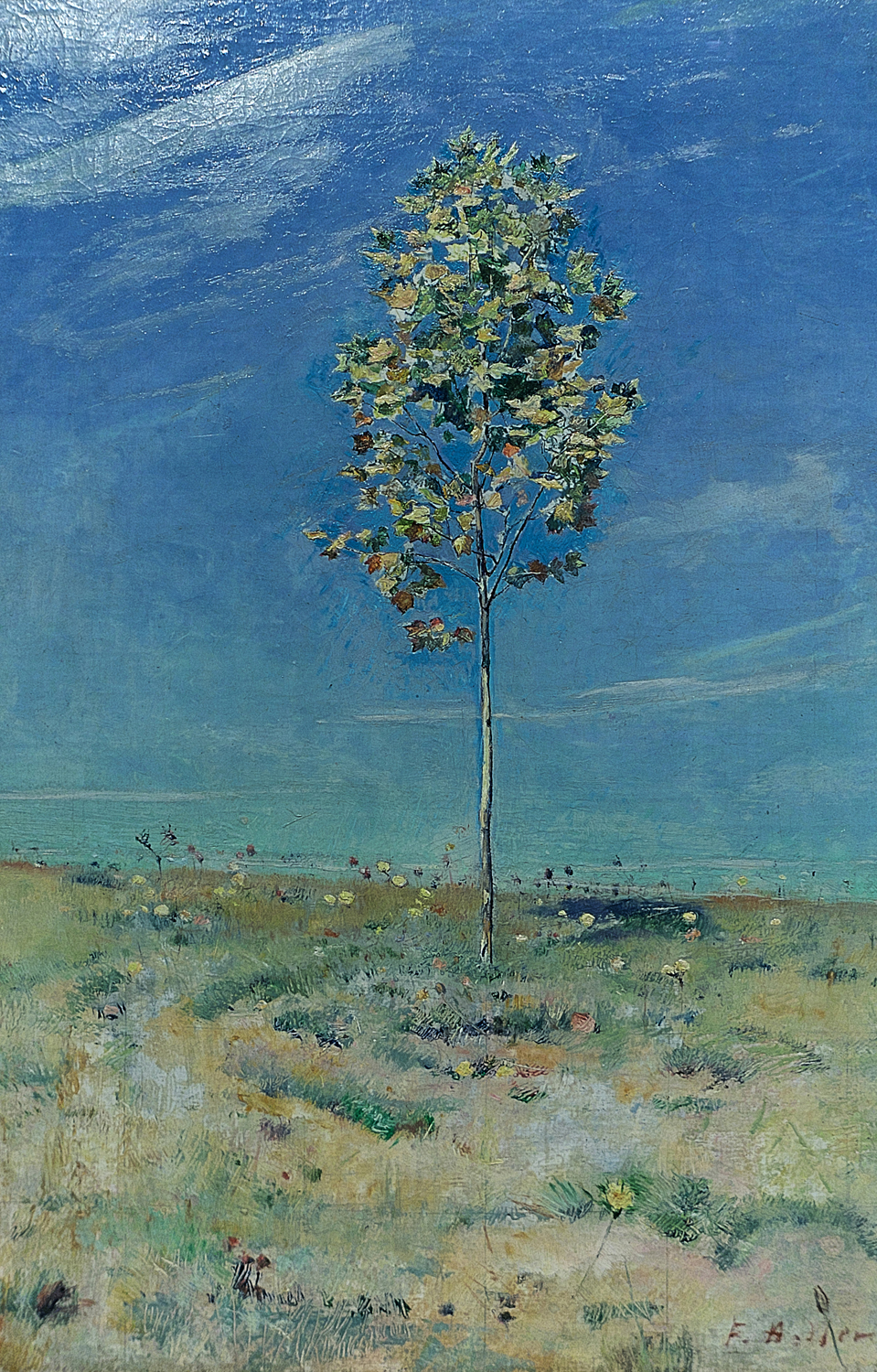 The Little Plane Tree