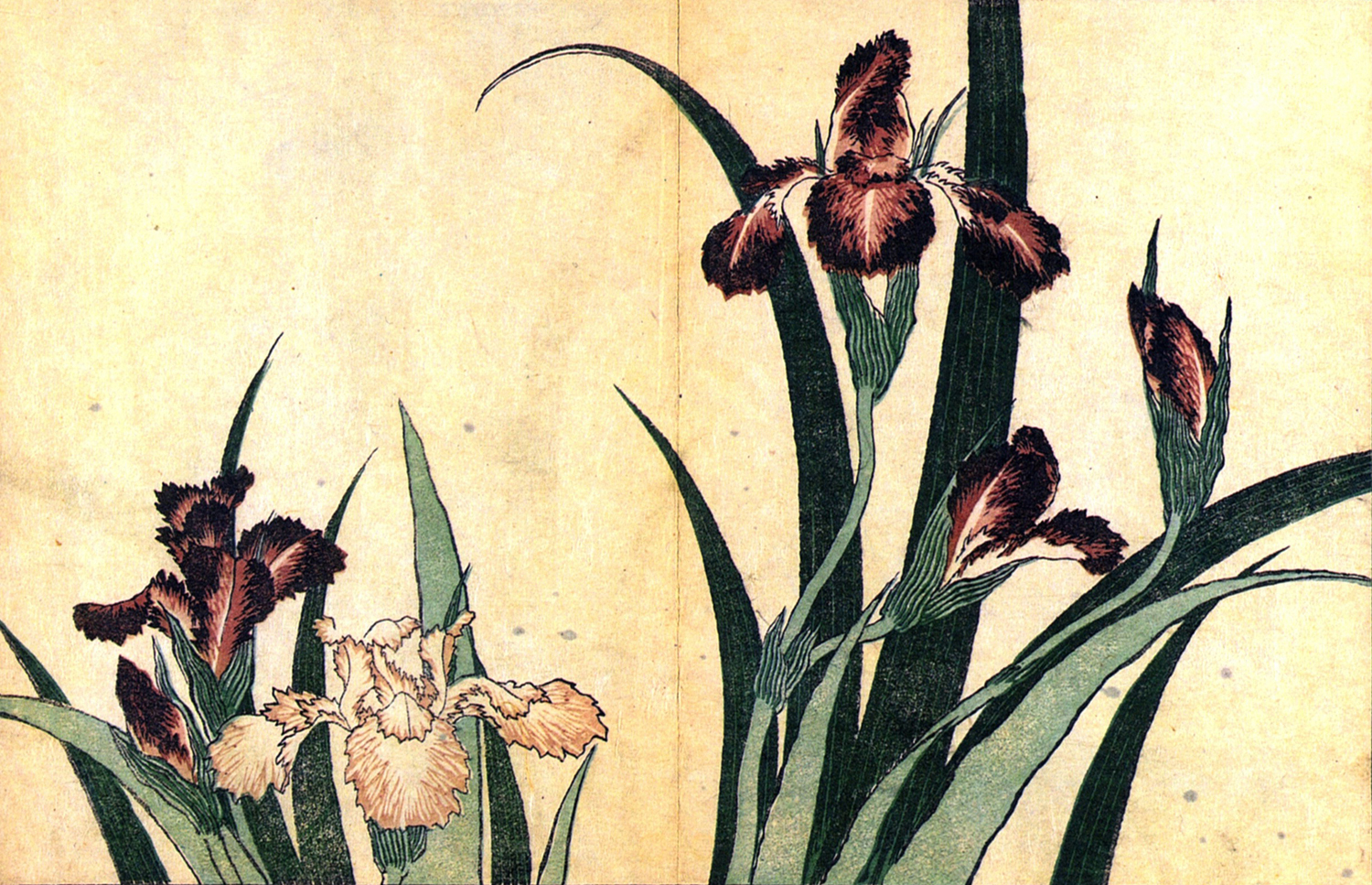 Irises, c. 1820-34