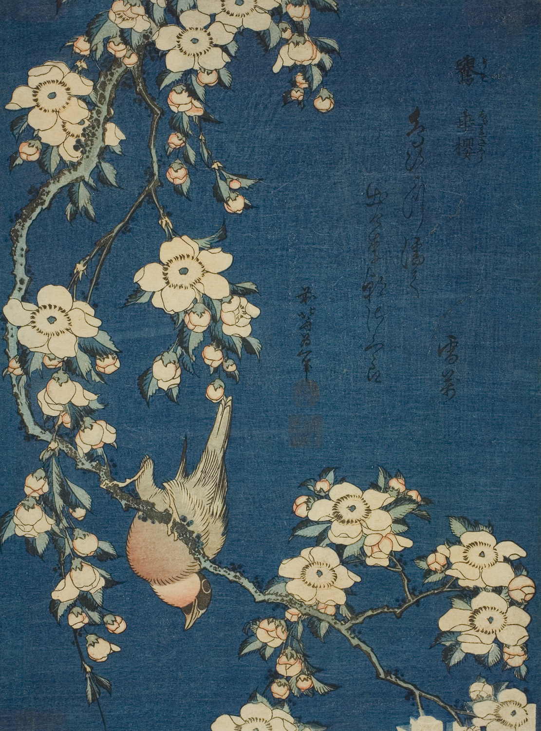 Bullfinch and Weeping Cherry Blossoms, c. 1833-34