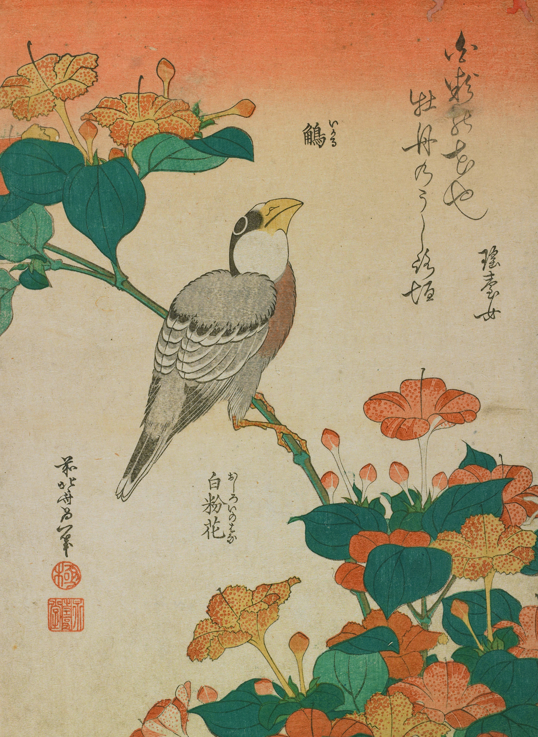 Hawfinch and Marvel-of-Peru, c. 1833-34