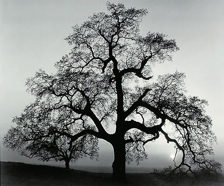 Oak Tree, Sunset City, California