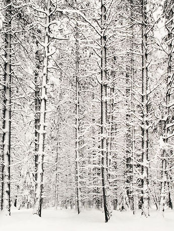 Pine Forest In the Snow, Yosemite National Park