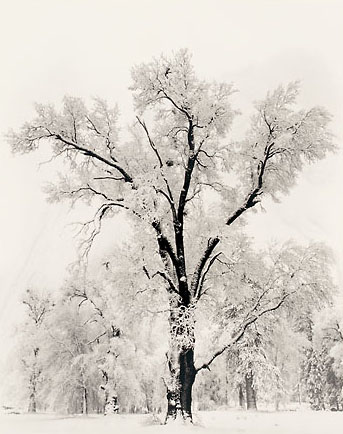 Oak Tree