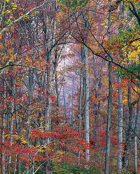 Glowing Autumn Forest, Virginia
