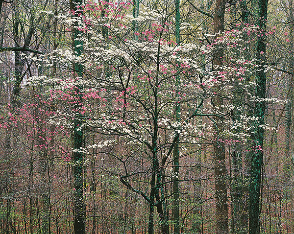 Pink and White Dogwoods, Kentucky