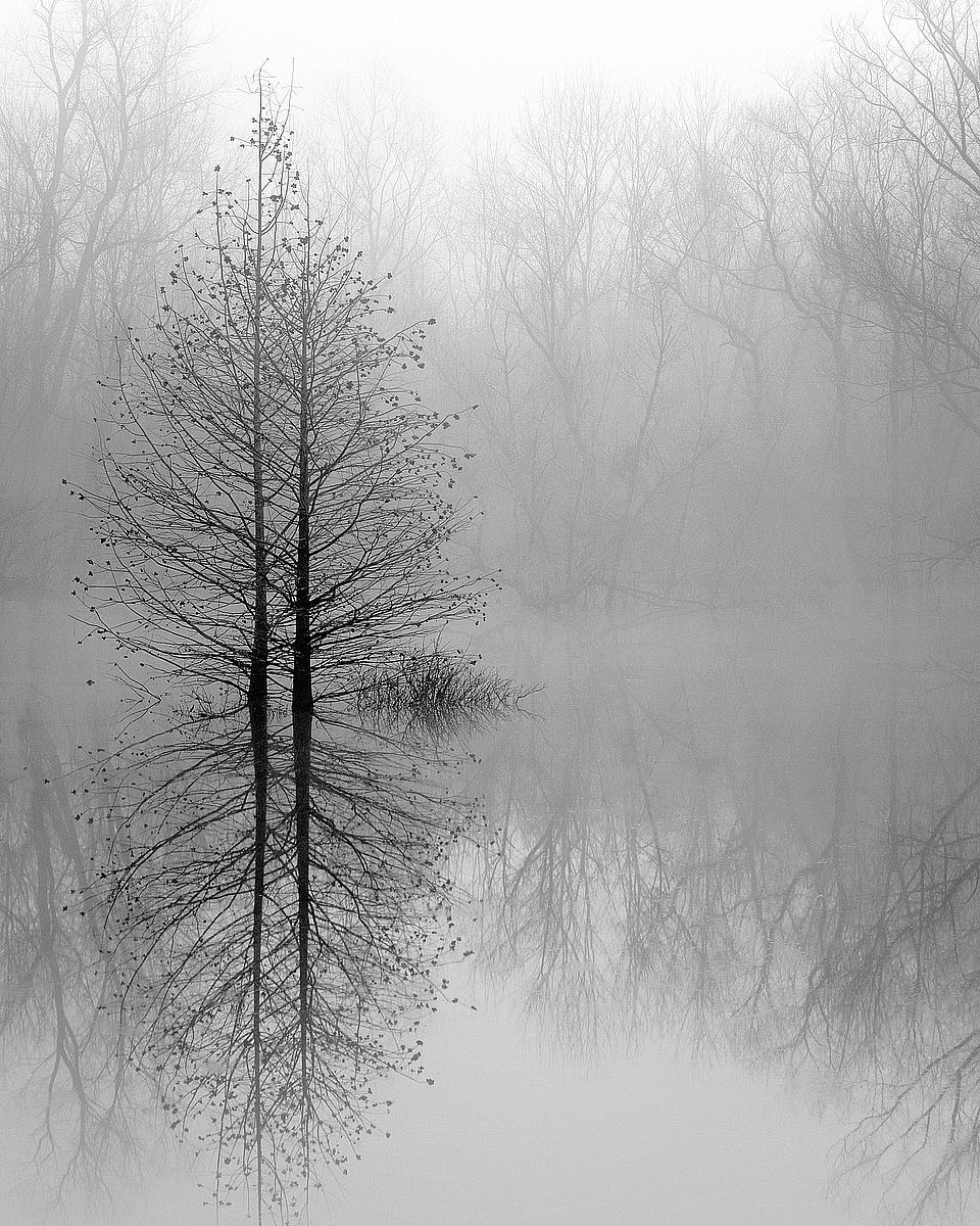 Lake Trees in Winter Fog