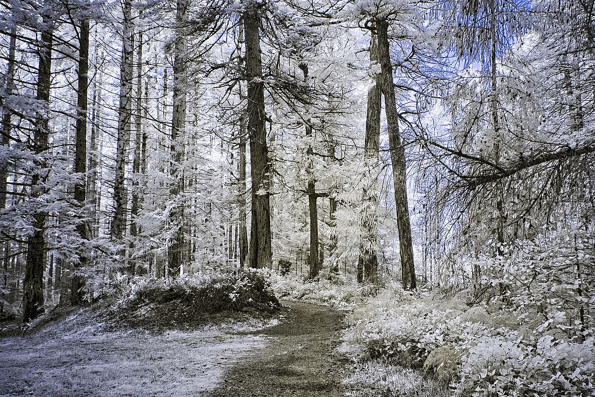 Forest Trail