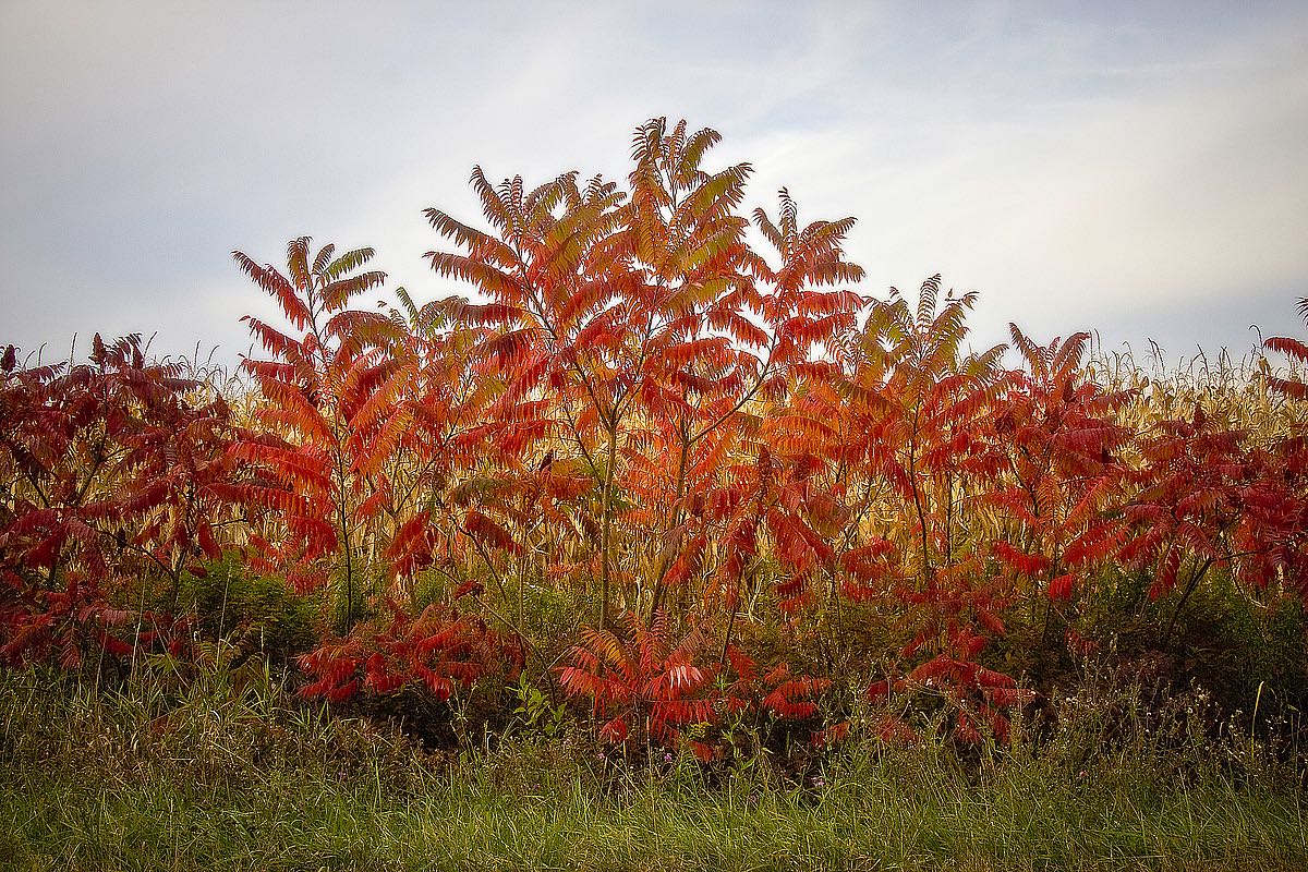 Autumn Sumac