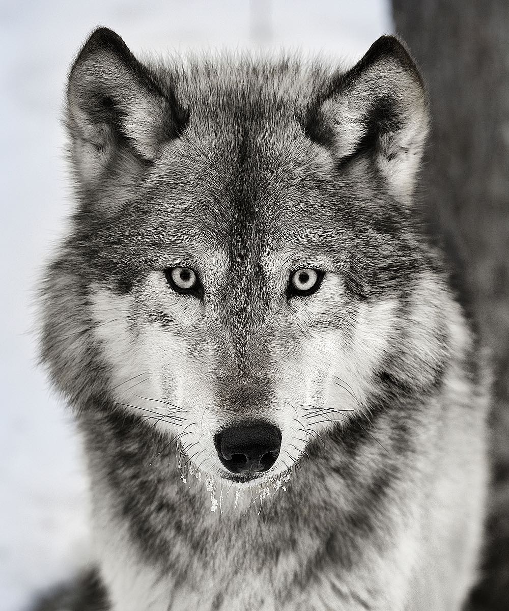Stare Down