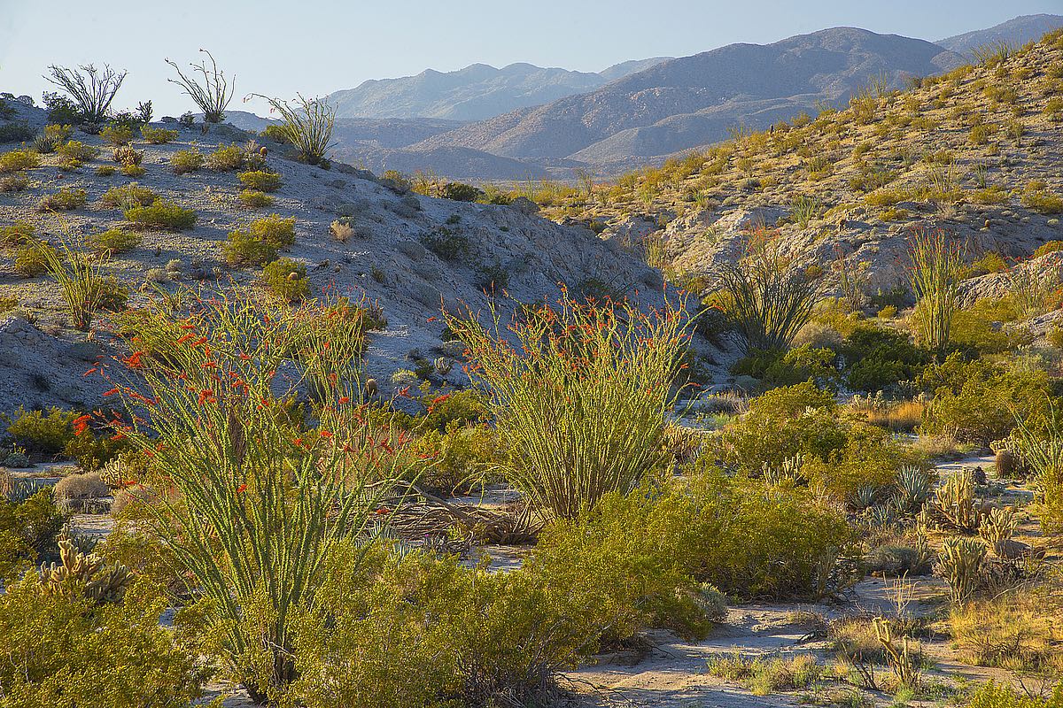 Desert Ocotillo Landscape