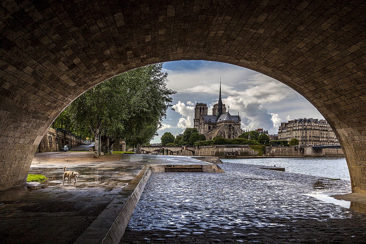 Chien et Notre Dame