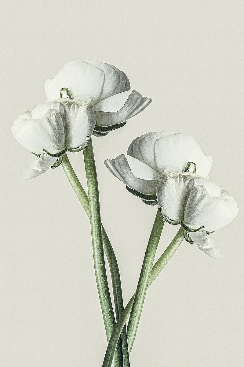 Four White Flowers