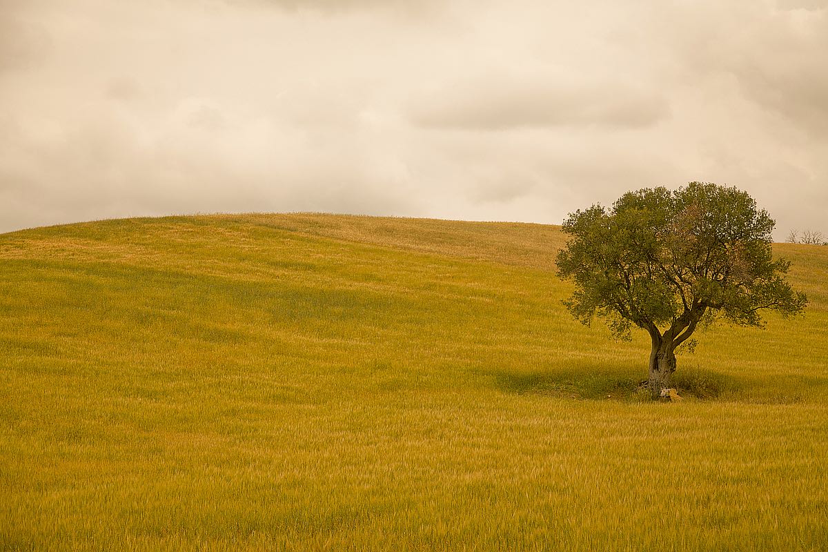 Field in Lower Tuscany