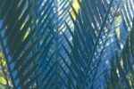 Blue Palms, Antibes