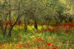 Poppies in Olive Orchard, Sicily