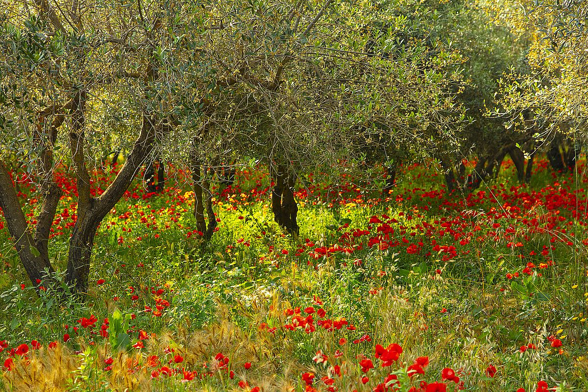 Poppies in Olive Orchard, Sicily