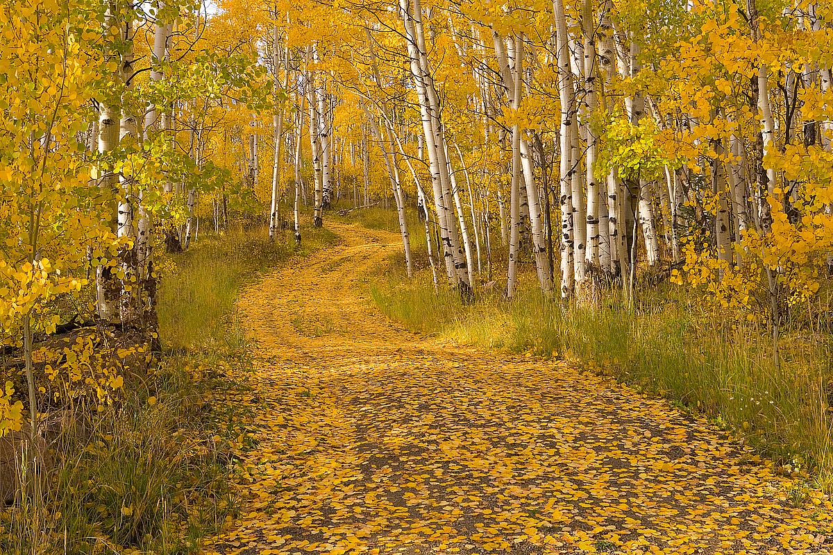 Aspen Tree Trunks