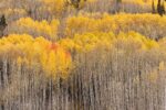 Beckwith Aspens