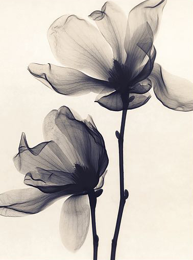 Saucer Magnolia