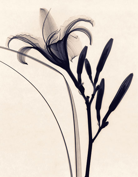 Daylily