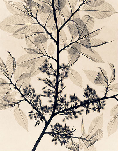 American Elm