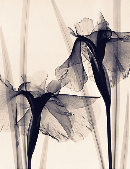 Japanese Iris