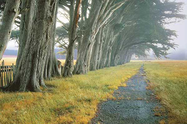 Eucalyptus Fog