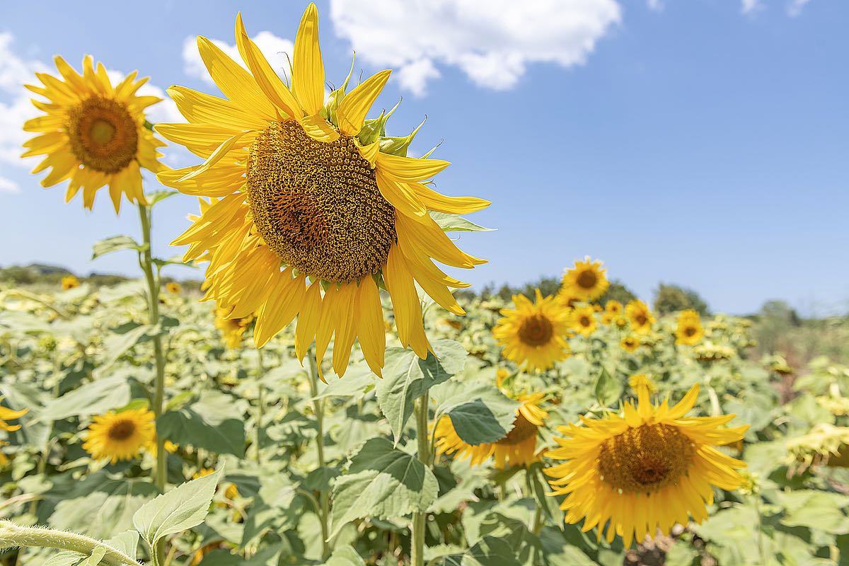 Sunflowers I
