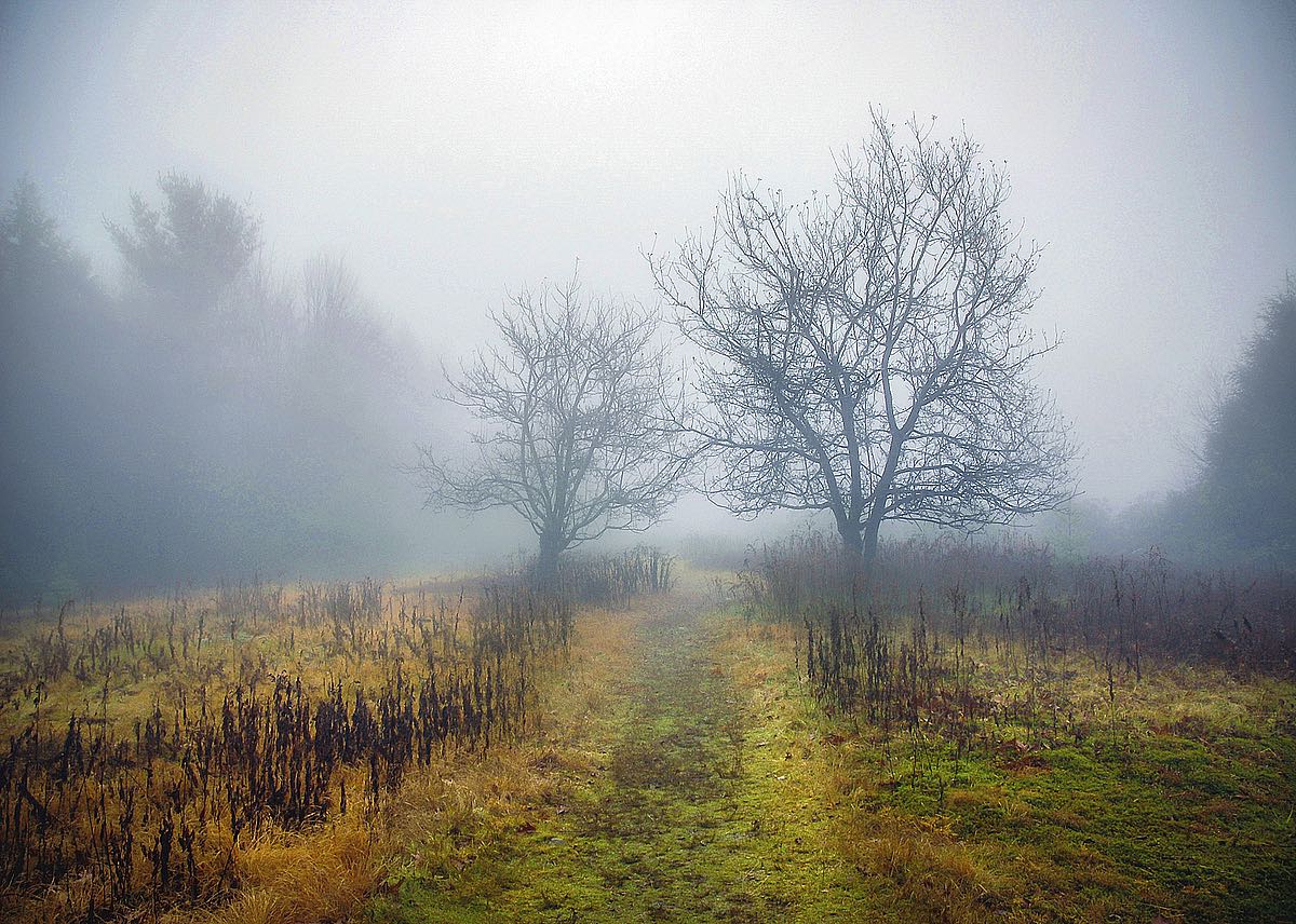Magic Meadow Apples